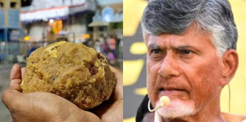 Chandra babu naidu attack ysr congress onr Animal Fat In Tirupati Laddoos