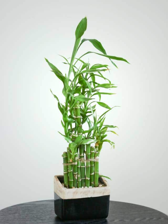 Do you have bamboo plant at home or office? Know about its benefits dmn