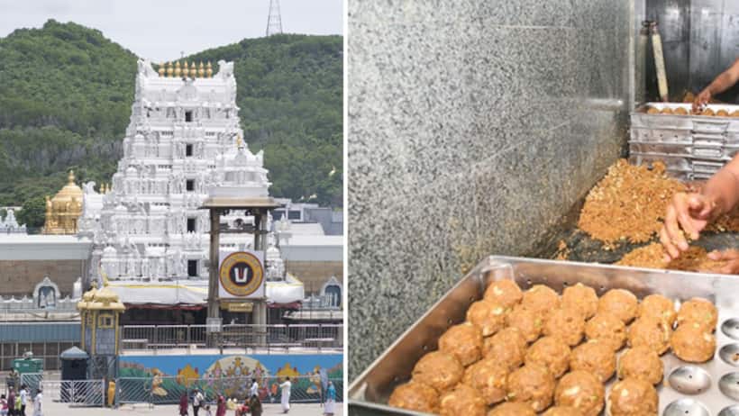 Explained: What exactly is ‘beef tallow’ & ‘lard’, the animal fat in Tirupati Laddoos that stirred controversy