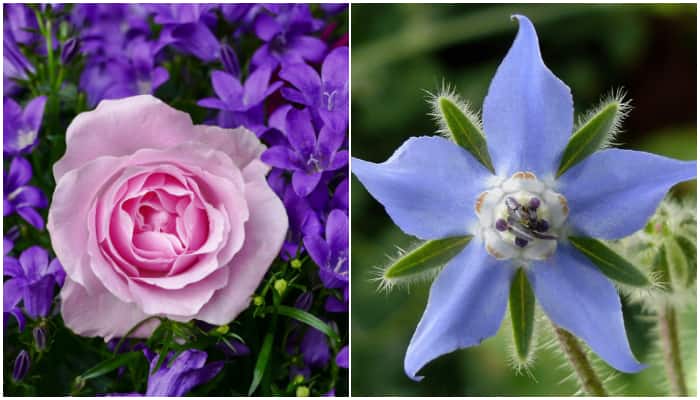 Borage to Rose: Know these 7 edible flowers and their benefits