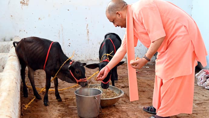 Yogi-Adityanath-feed-Punganur-breed-of-cow-calves-from-Andhra-Pradesh