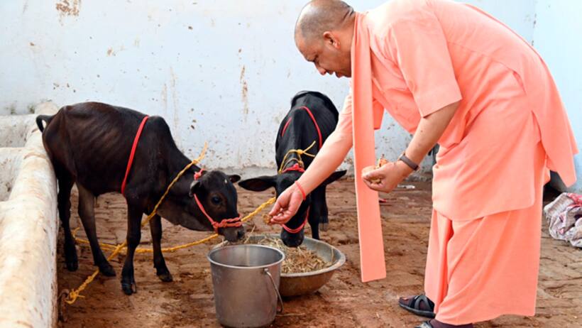 Yogi Adityanath feed Punganur breed of cow calves from Andhra Pradesh