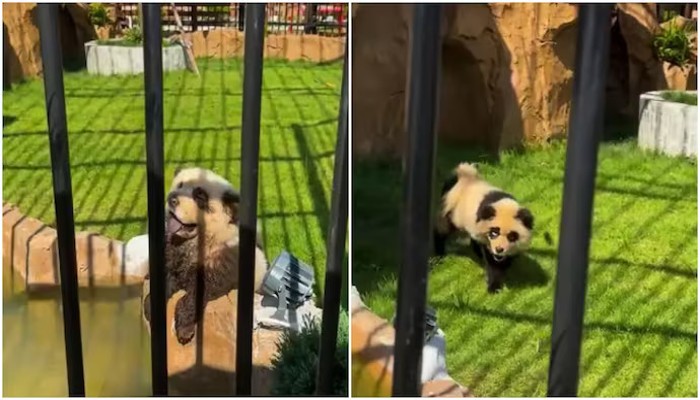 'Barking & panting': Chinese zoo paints dogs black & white to pass as pandas; video goes viral (WATCH) shk