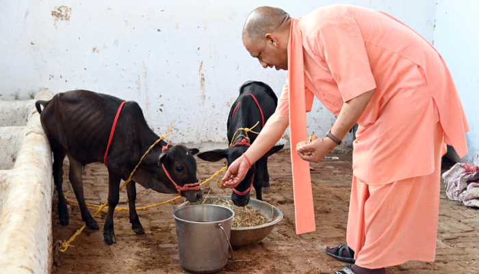 CM Yogi welcomes Punganur calves to Gorakhnath Temple AKP