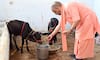 CM Yogi welcomes Punganur calves to Gorakhnath Temple AKP