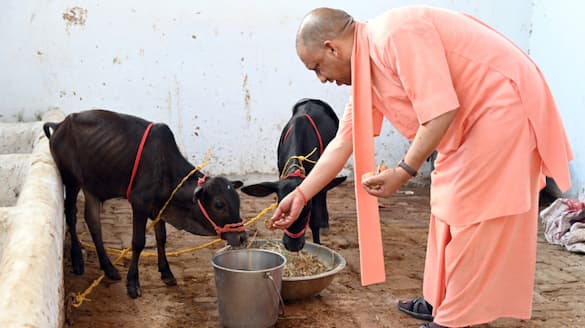 CM Yogi visits Gorakhnath Temple, feeds jaggery to a pair of Punganur cow calves from Andhra dmn