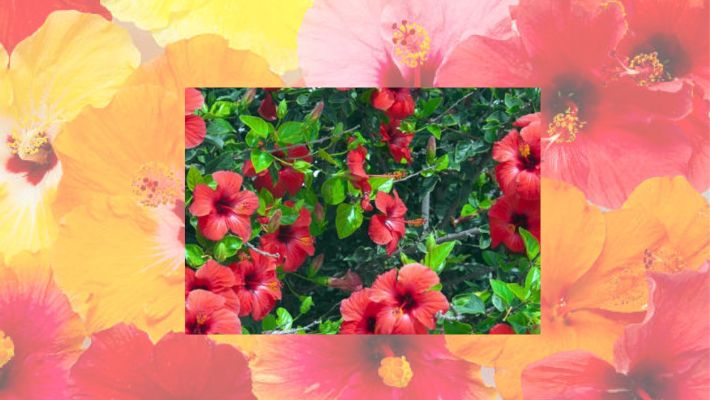 Boost Hibiscus blooms with kitchen ingredients ATG