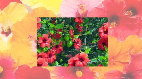 Boost Hibiscus blooms with kitchen ingredients ATG