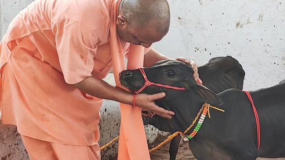 CM Yogi Adityanath Welcomes Rare Punganur Calves to Gorakhnath Temple tvk