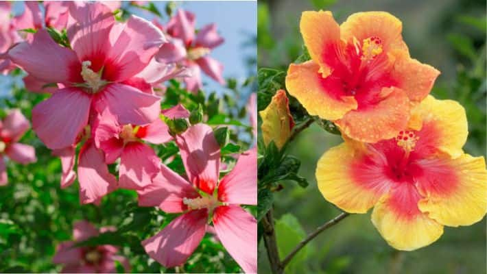 Boost Hibiscus blooms with kitchen ingredients ATG