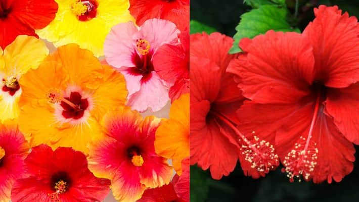 Boost Hibiscus blooms with kitchen ingredients ATG