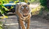 Exploring Nagpur: India’s Tiger Capital and its Stunning Wildlife Sanctuaries