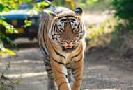 tiger-capital-of-india-nagpur