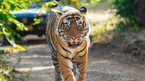 Tigress Loses One Eye And Suffers Brain Injury After People Throw Stones and Bricks At It