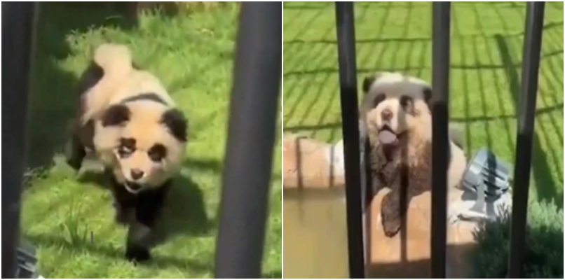 Dogs were painted to look like pandas In Chinese Zoo