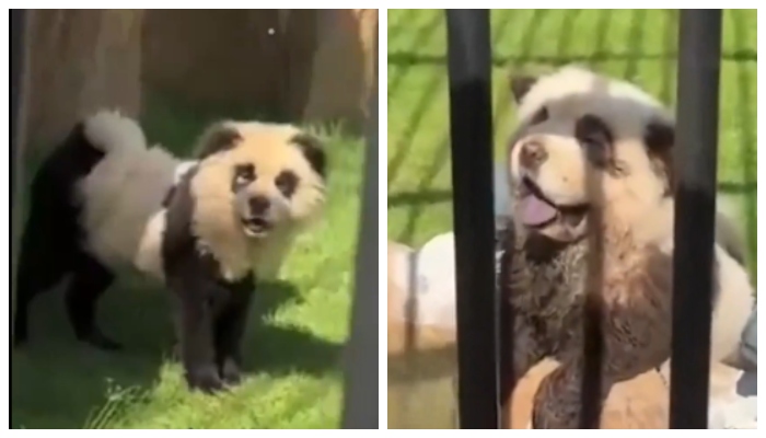 China zoo paints and displays chow chows dogs like pandas 