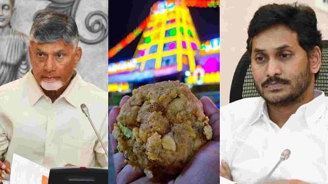 tirupati laddu controversy TTD Confirms animal fat in Prasadam san