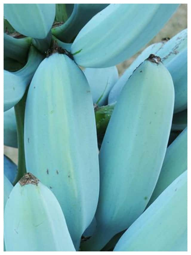 Blue Java banana: Unique fruit with vanilla flavor ATG