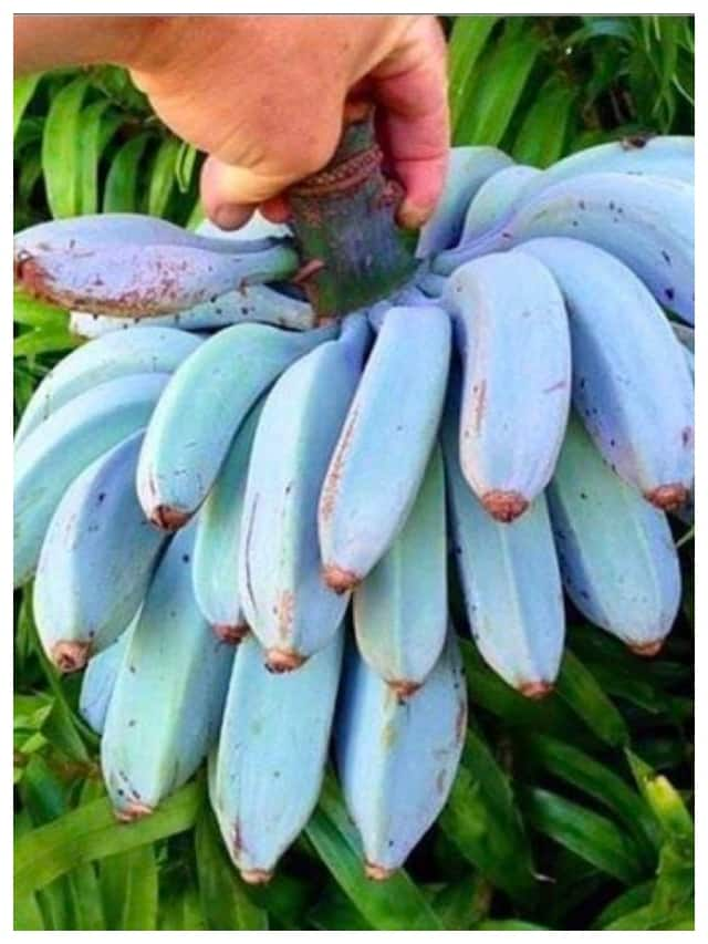 Blue Java Banana: A Unique Banana with Vanilla Flavour anr