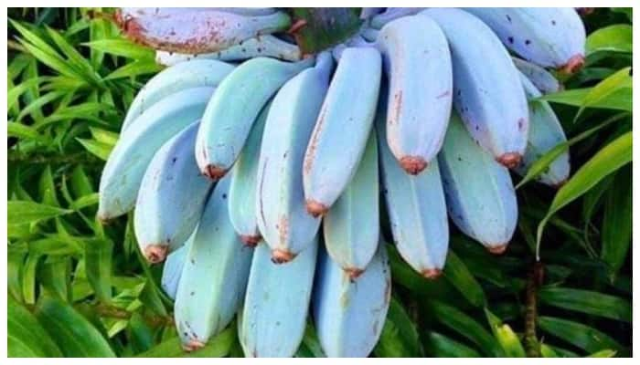 Blue Java Banana: A Rare Blue Banana with Unique Health Benefits and Uses sns