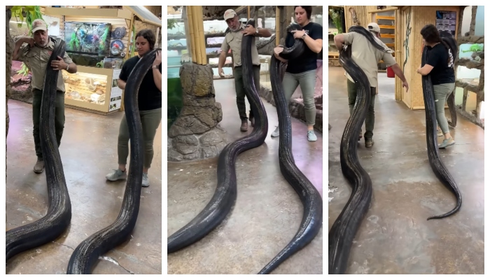 social media says the Video of a man and woman carrying huge pythons on their shoulders is unbelievable 