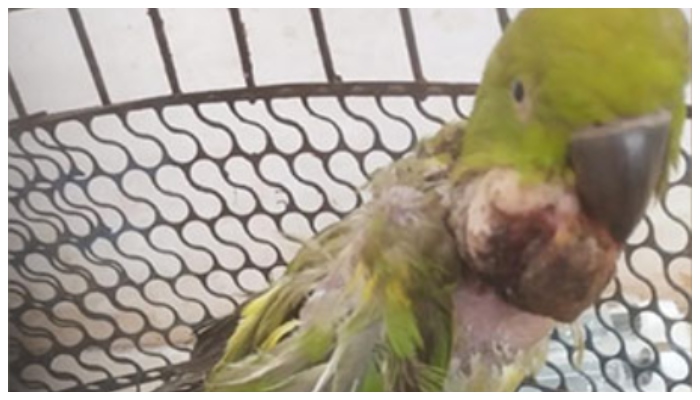 tumour was removed from the parrot s neck by a rare surgery 