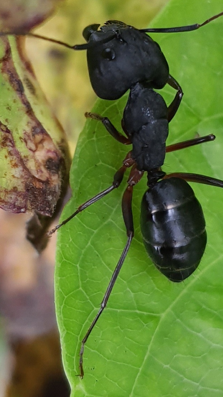 Black Ants in your home? Meaning and Vastu significance- Asianet Newsable