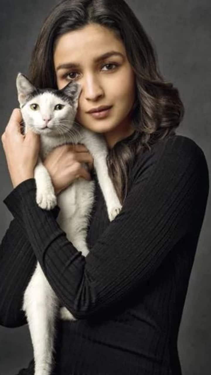 6 reasons why celebrities love cats gcw