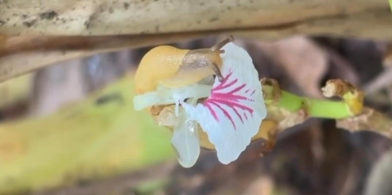 snail become huge villain for cardamom farmers after monkey menace and boar attacks 