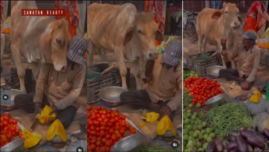 heartwarming video of cow and vegetable vendor has gone viral