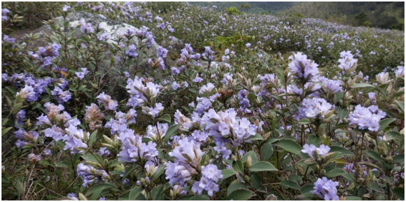 Dont come to see Neelakurinji Tamil Nadu forest department bans trespassing