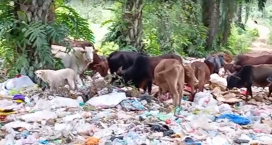 Piles of garbage in Narasimharajapur town anger of villagers at chikkamagaluru gvd