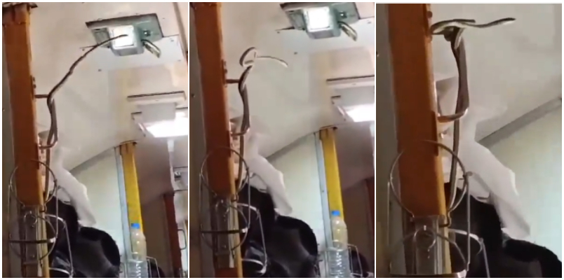 Snake in Garib Rath Express Train Coach Upper Berth Panic Passengers Run to Another Coach