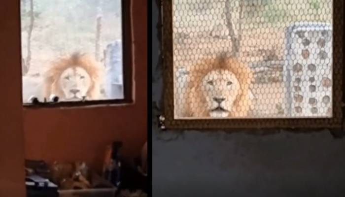 a lion standing in front of window staring at man shocking video 