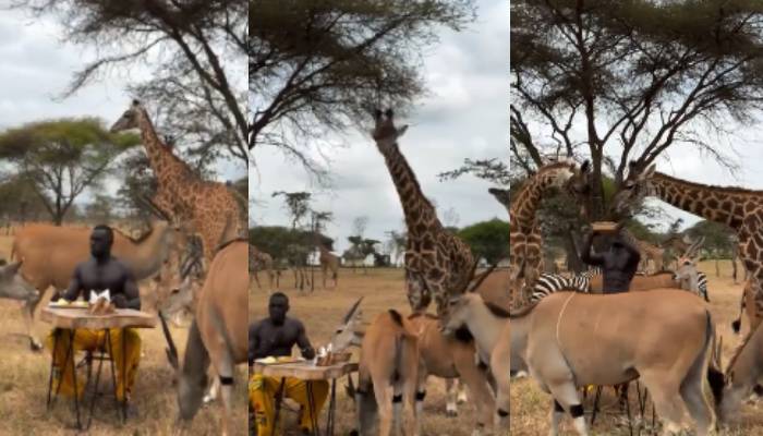 man enjoy meal surrounded by animals video 