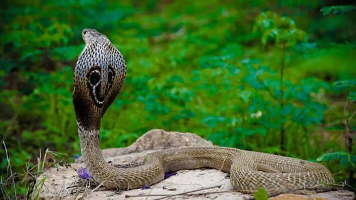 korba incident snake burnt along with man after snakebite in chhattisgarh
