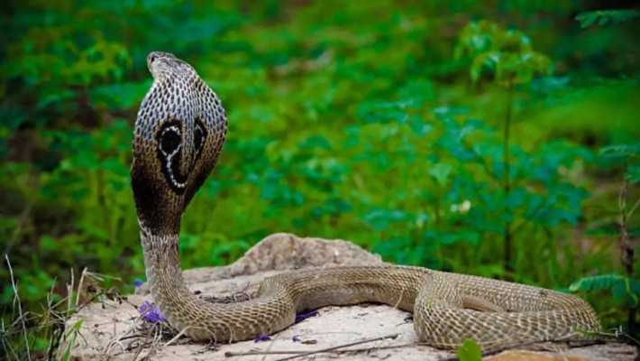 Chhattisgarh youth dies after bitten by a snake villagers burn the snake alive on his pyre