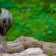 What would you do if you suddenly saw a snake Would you be scared the Sarpa App is enough 