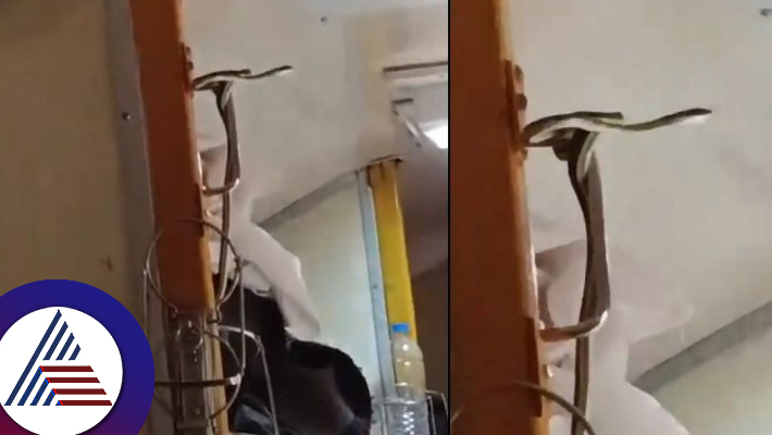 Snake dangles from upper berth of Mumbai bound Garib Rath Express  video Viral suc