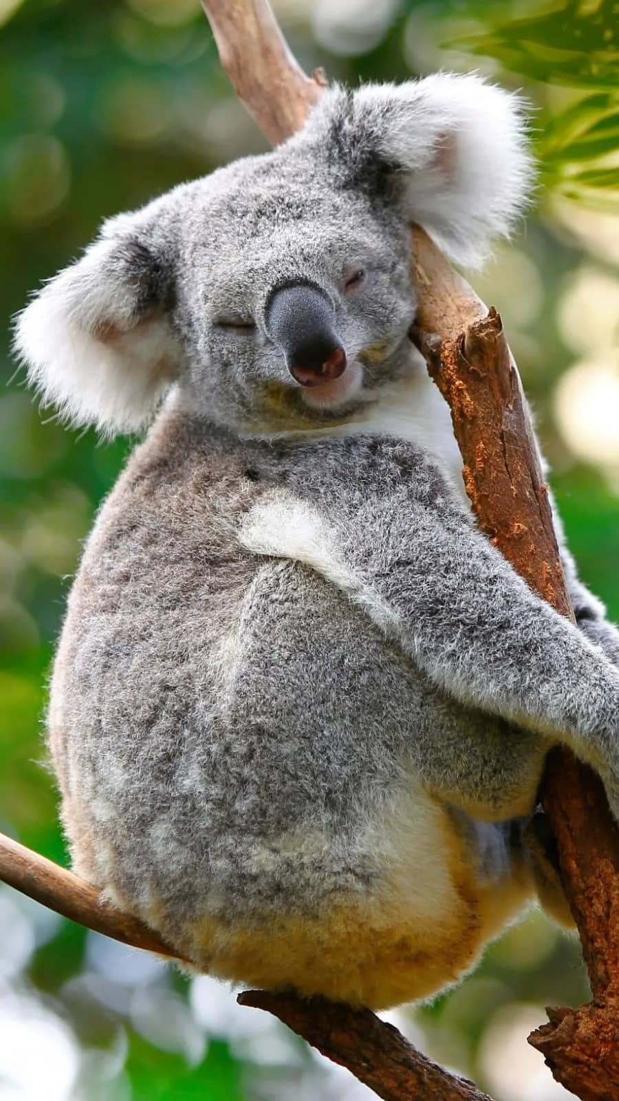 Koala to Python Top 10 sleepiest animals in the world vkp