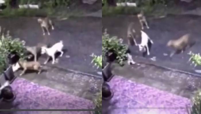 cat trying to save another cat from stray dogs viral video 