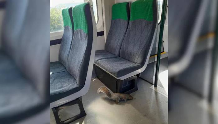 train to Gatwick Airport cancelled because of squirrel