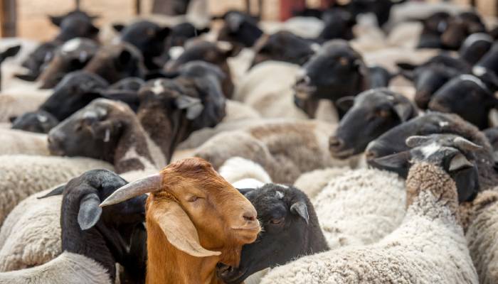 SIT to found stolen sheep in Jaipur 