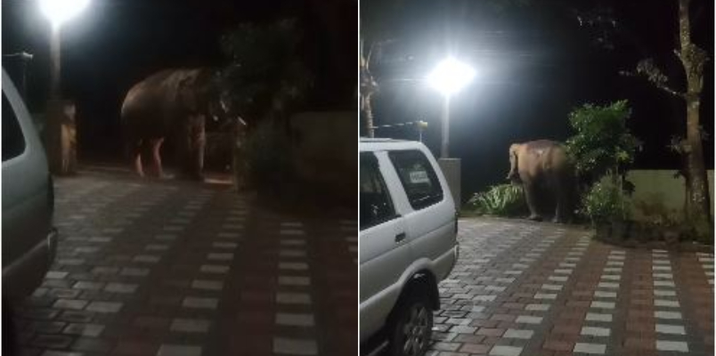 wild elephant reaches police station in athirappilly 