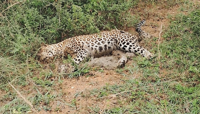 Leopard Dies Due to Hunger in Chamarajanagara grg 