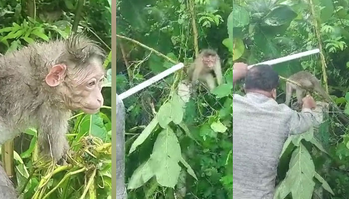 monkey's neck was caught in the wire fence in palakkad rescued by forest rescue watcher