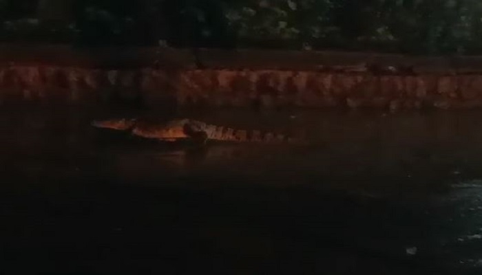 crocodile came to the road due to heavy rain at Jamkhandi in Bagalkot grg  