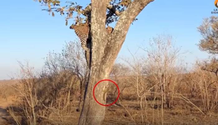 leopard and squirrel game of chase viral video 