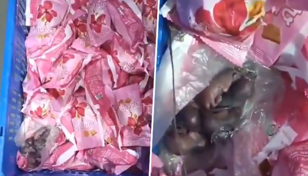 Mice in prasad? Siddhivinayak temple responds to viral video allegations AJR