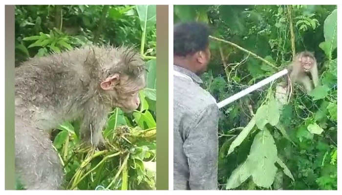 Rescued after 3 hours of early effort officer rescued  monkey whose head was stuck in wire fence